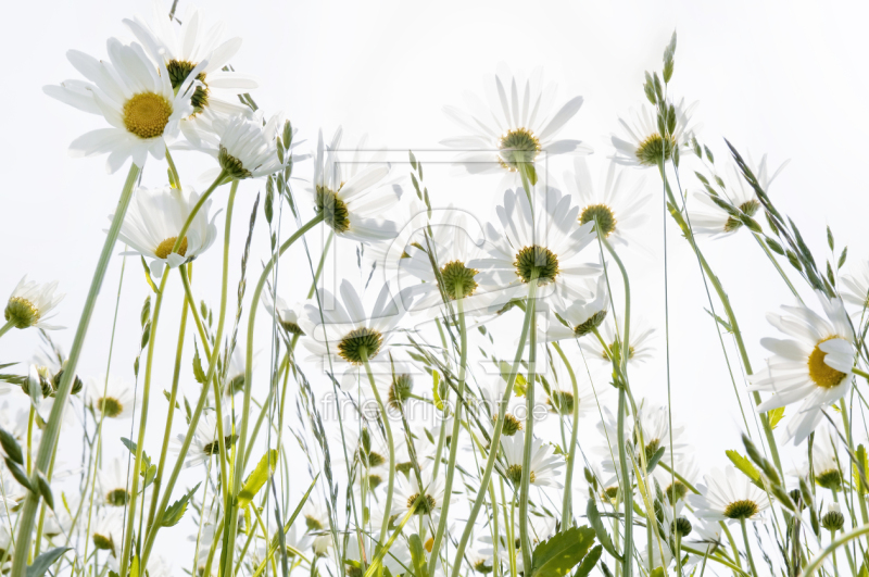 frei wählbarer Bildausschnitt für Ihr Bild auf Türfolie