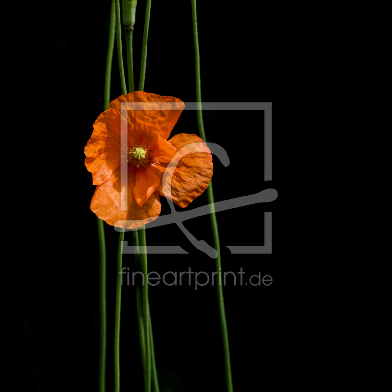 frei wählbarer Bildausschnitt für Ihr Bild auf Türfolie