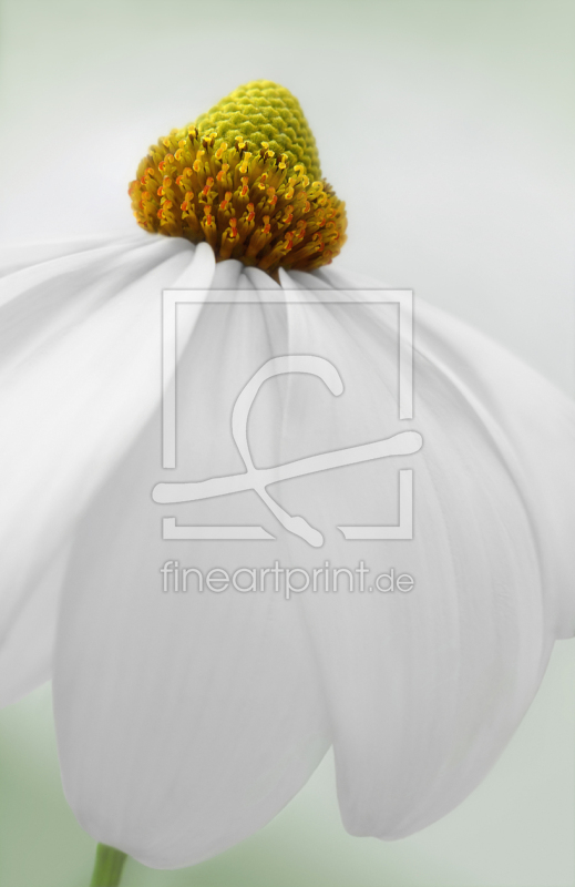 frei wählbarer Bildausschnitt für Ihr Bild auf Türfolie