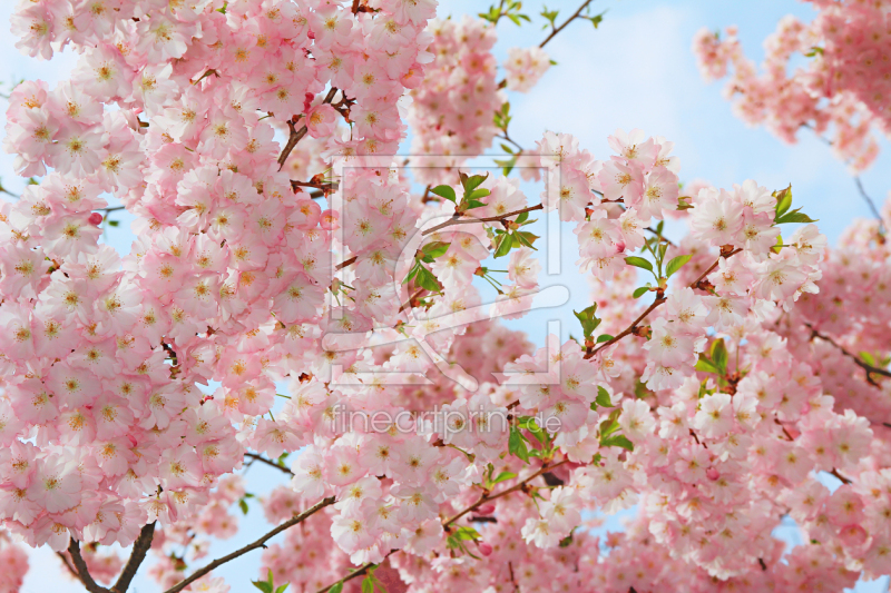 frei wählbarer Bildausschnitt für Ihr Bild auf Türfolie