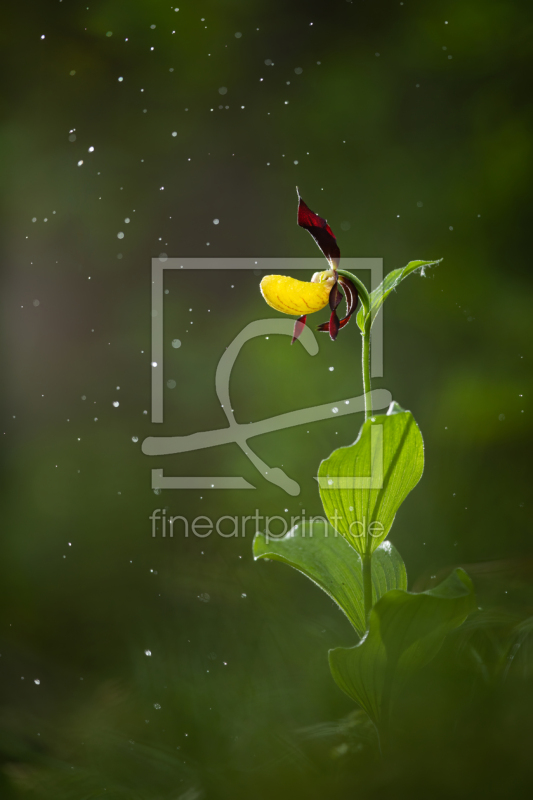 frei wählbarer Bildausschnitt für Ihr Bild auf Türfolie