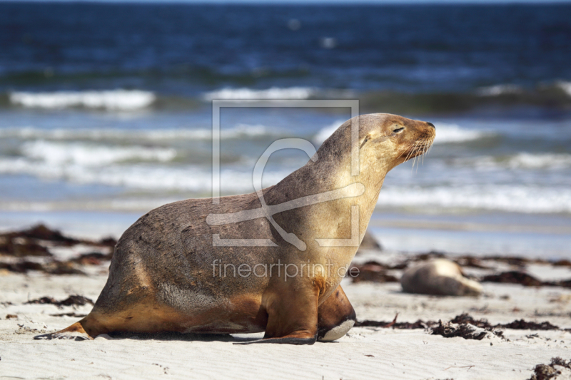 frei wählbarer Bildausschnitt für Ihr Bild auf Türfolie