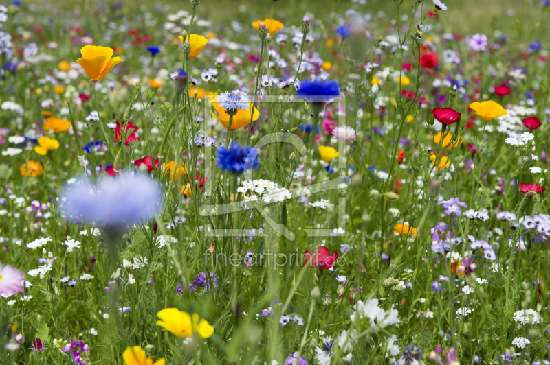 frei wählbarer Bildausschnitt für Ihr Bild auf Türfolie