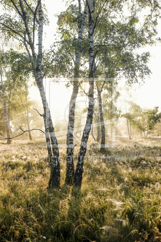 frei wählbarer Bildausschnitt für Ihr Bild auf Türfolie