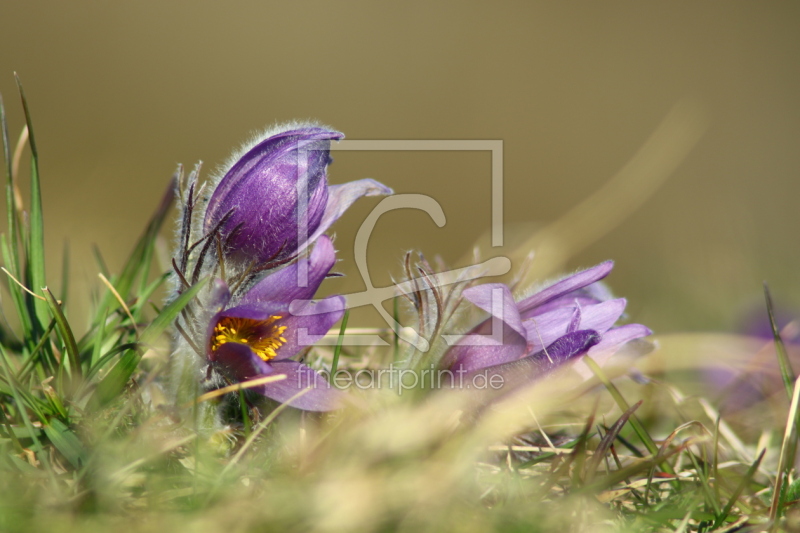 frei wählbarer Bildausschnitt für Ihr Bild auf Türfolie