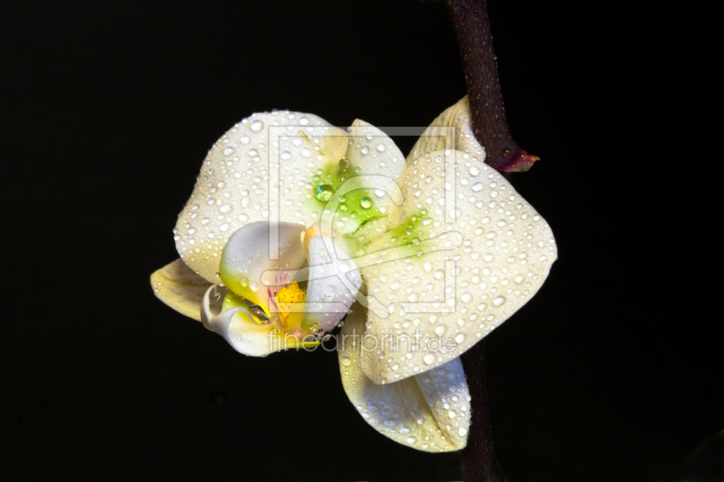 frei wählbarer Bildausschnitt für Ihr Bild auf Türfolie