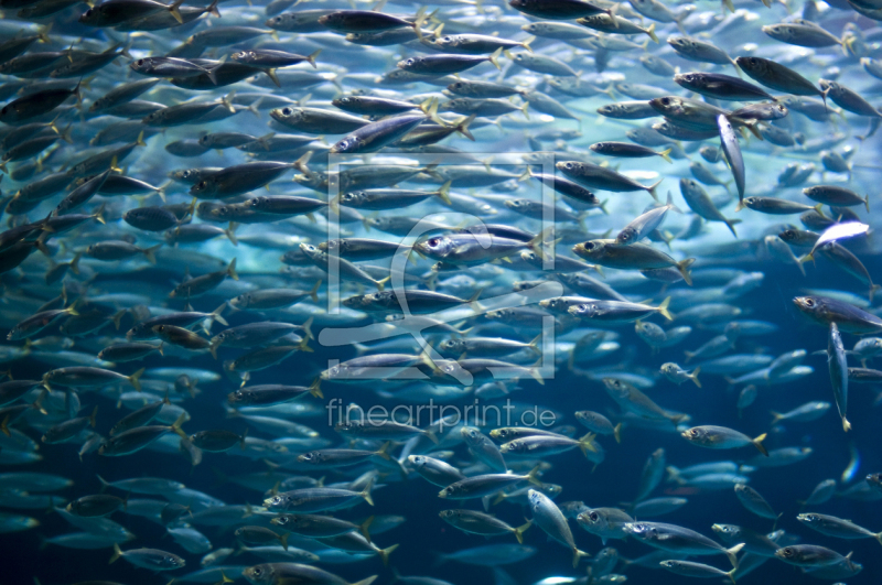 frei wählbarer Bildausschnitt für Ihr Bild auf Türfolie