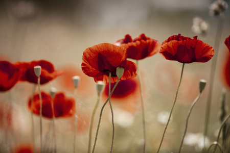 Bild-Nr: 11472321 Mohnblumen Erstellt von: Nailia Schwarz
