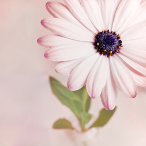 Bild-Nr: 11585963 Blütenspitzen ll Erstellt von: Josephine Mayer-Hartmann