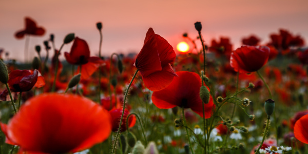 Bild-Nr: 11916719 Mohn im Mittsommer Abendlicht   Erstellt von: Ursula Reins