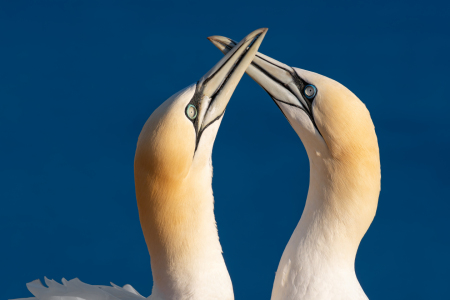 Bild-Nr: 12728155 Basstölpel auf Helgoland Erstellt von: Michael Valjak