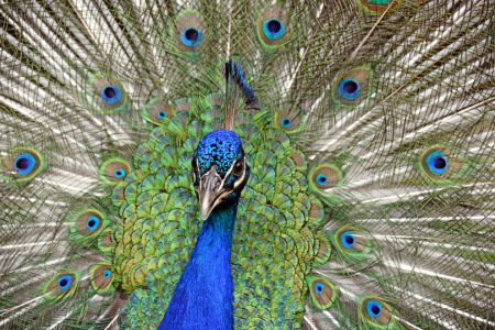 Bild-Nr: 12833702 Der stolze Pfau Erstellt von: GUGIGEI