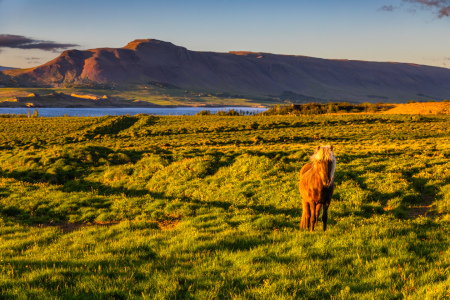 Bild-Nr: 12834040 Islandpferd im Licht der Mitternachtssonne Erstellt von: Daniela Beyer