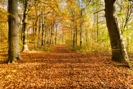 Bild-Nr: 12853707 Wegweiser im Herbstwald Erstellt von: Ursula Reins