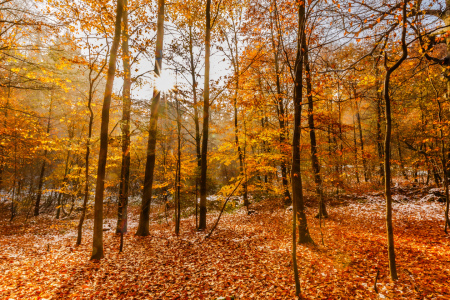 Bild-Nr: 12854155 Leuchtender Herbstwald Erstellt von: Ursula Reins