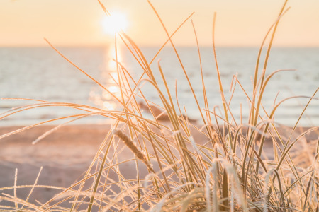 Bild-Nr: 12876330 Glitzernder Strandhafer im Morgenlicht Erstellt von: Ursula Reins
