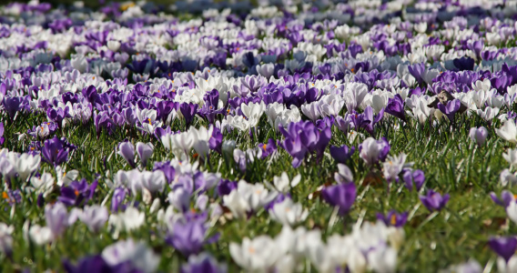 Bild-Nr: 12883552 Frühlingsträume Erstellt von: youhaveadream