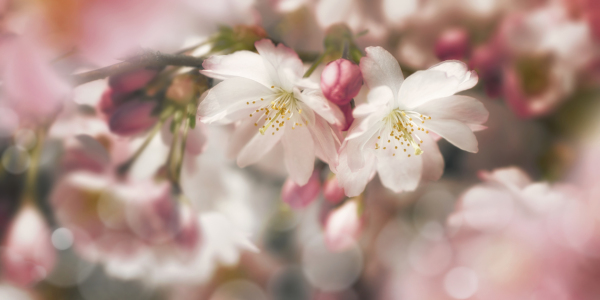 Bild-Nr: 12883660 Rosa Kirschblüten mit Bokeh im Frühling Erstellt von: Smileus