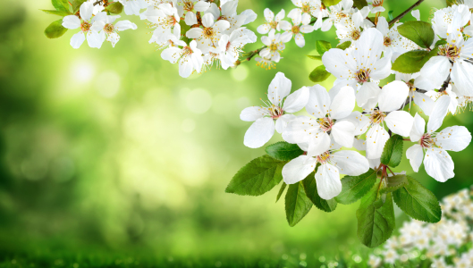 Bild-Nr: 12886924 Weiße Blüten auf Natur Hintergrund Erstellt von: Smileus