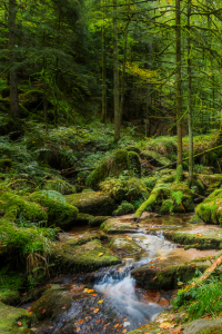 Bild-Nr: 12938028 geheimisvoller grüner Wald Erstellt von: Daniela Beyer