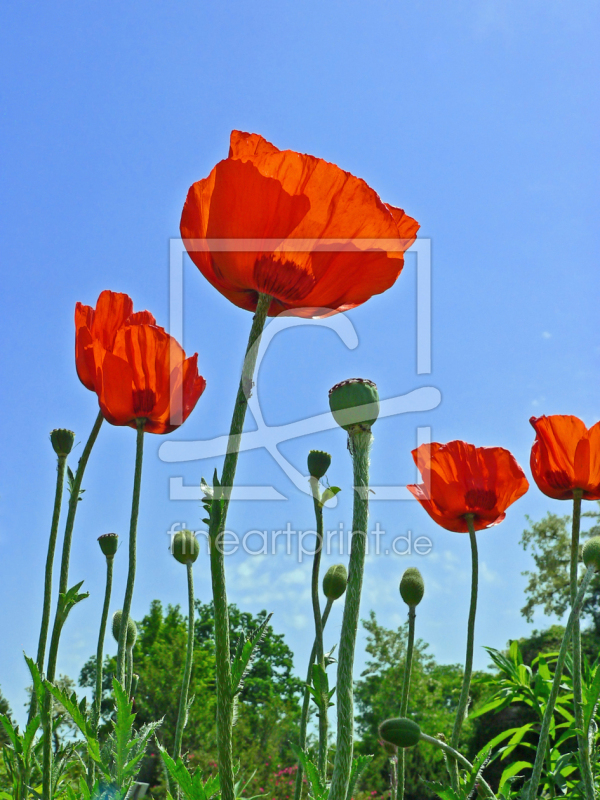 frei wählbarer Bildausschnitt für Ihr Bild auf Untersetzer