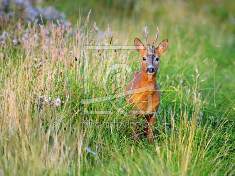 frei wählbarer Bildausschnitt für Ihr Bild auf Untersetzer