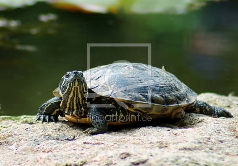 frei w&auml;hlbarer Bildausschnitt f&uuml;r Ihr Bild auf Untersetzer