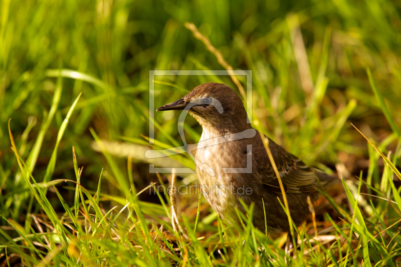 frei wählbarer Bildausschnitt für Ihr Bild auf Untersetzer