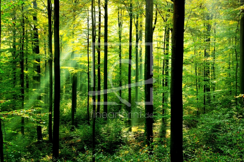 frei wählbarer Bildausschnitt für Ihr Bild auf Untersetzer