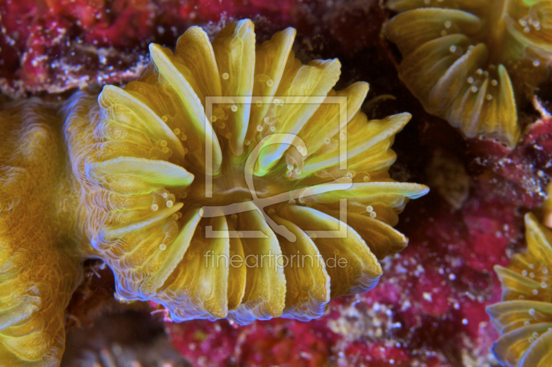 frei w&auml;hlbarer Bildausschnitt f&uuml;r Ihr Bild auf Untersetzer
