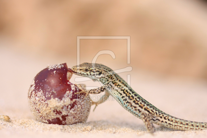 frei wählbarer Bildausschnitt für Ihr Bild auf Untersetzer