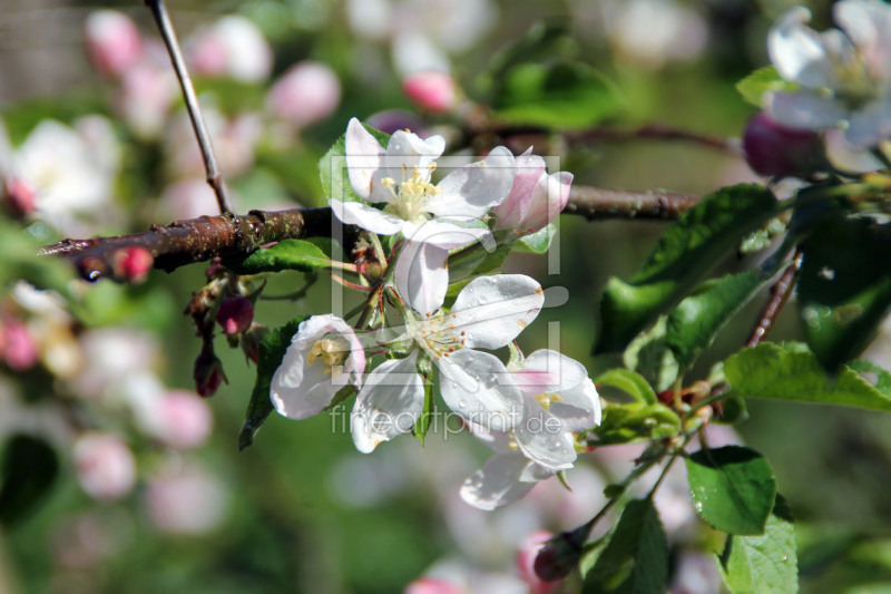 frei w&auml;hlbarer Bildausschnitt f&uuml;r Ihr Bild auf Untersetzer