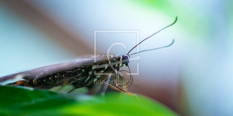 frei wählbarer Bildausschnitt für Ihr Bild auf Untersetzer