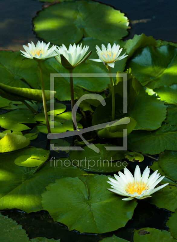 frei w&auml;hlbarer Bildausschnitt f&uuml;r Ihr Bild auf Untersetzer