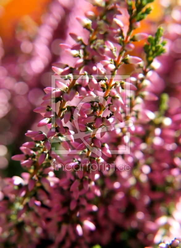 frei wählbarer Bildausschnitt für Ihr Bild auf Untersetzer