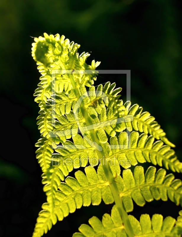 frei wählbarer Bildausschnitt für Ihr Bild auf Untersetzer