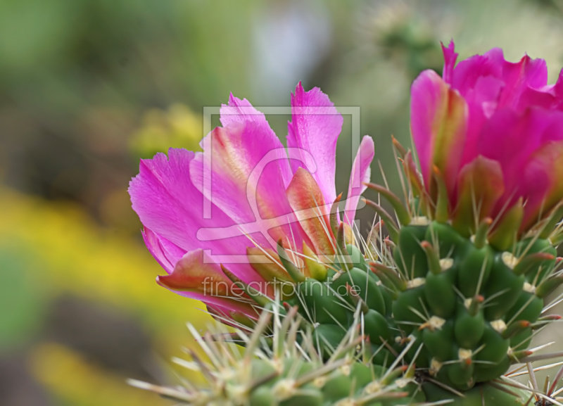 frei w&auml;hlbarer Bildausschnitt f&uuml;r Ihr Bild auf Untersetzer