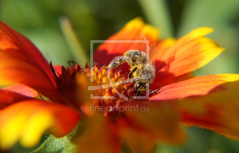 frei wählbarer Bildausschnitt für Ihr Bild auf Untersetzer