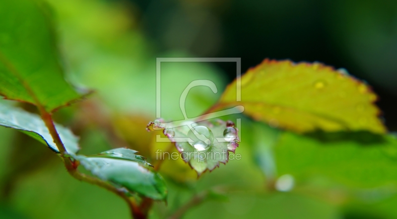 frei w&auml;hlbarer Bildausschnitt f&uuml;r Ihr Bild auf Untersetzer