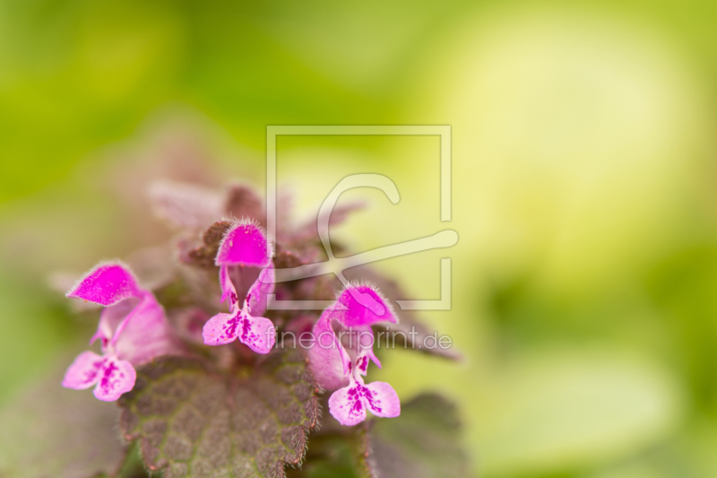 frei w&auml;hlbarer Bildausschnitt f&uuml;r Ihr Bild auf Untersetzer