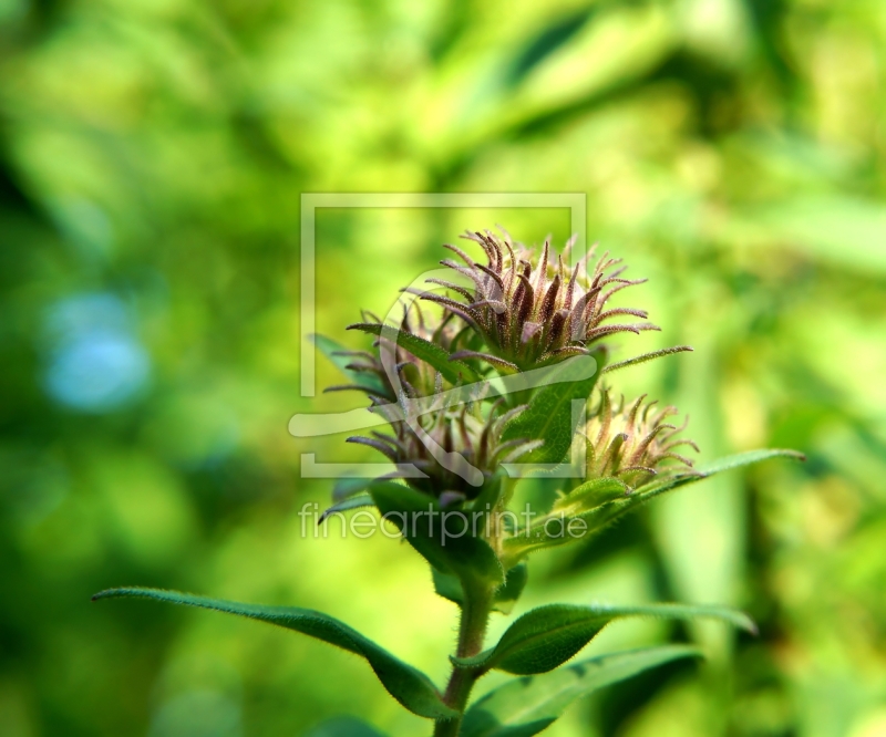 frei w&auml;hlbarer Bildausschnitt f&uuml;r Ihr Bild auf Untersetzer