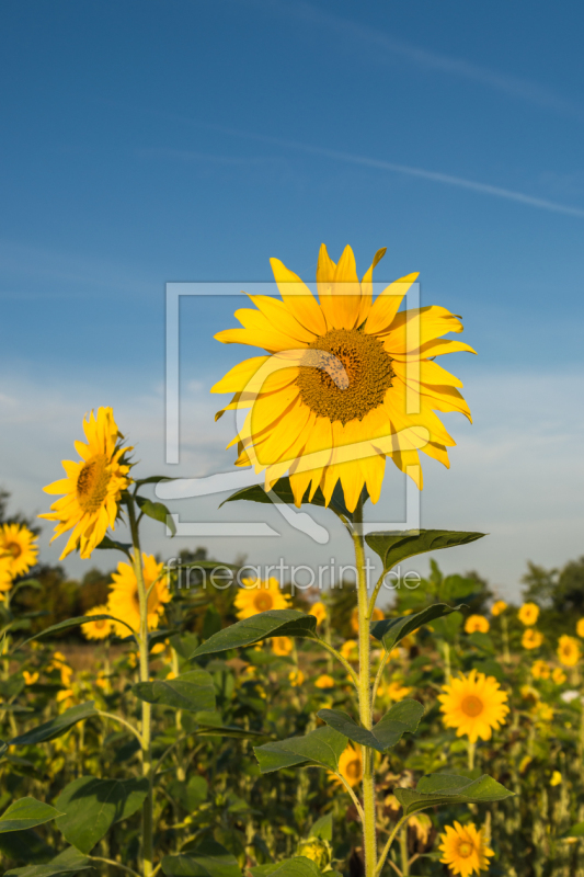 frei wählbarer Bildausschnitt für Ihr Bild auf Untersetzer