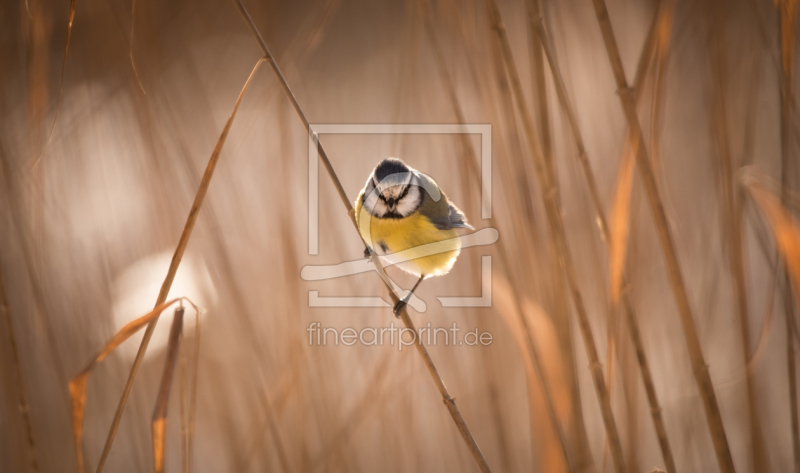 frei w&auml;hlbarer Bildausschnitt f&uuml;r Ihr Bild auf Untersetzer