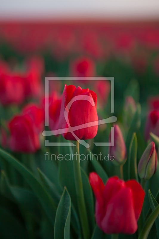 frei w&auml;hlbarer Bildausschnitt f&uuml;r Ihr Bild auf Untersetzer