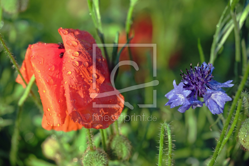 frei wählbarer Bildausschnitt für Ihr Bild auf Untersetzer