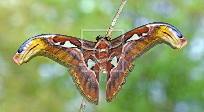 frei w&auml;hlbarer Bildausschnitt f&uuml;r Ihr Bild auf Untersetzer