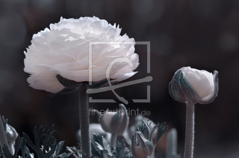 frei wählbarer Bildausschnitt für Ihr Bild auf Untersetzer