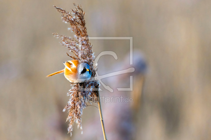 frei w&auml;hlbarer Bildausschnitt f&uuml;r Ihr Bild auf Untersetzer