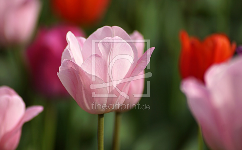 frei wählbarer Bildausschnitt für Ihr Bild auf Untersetzer