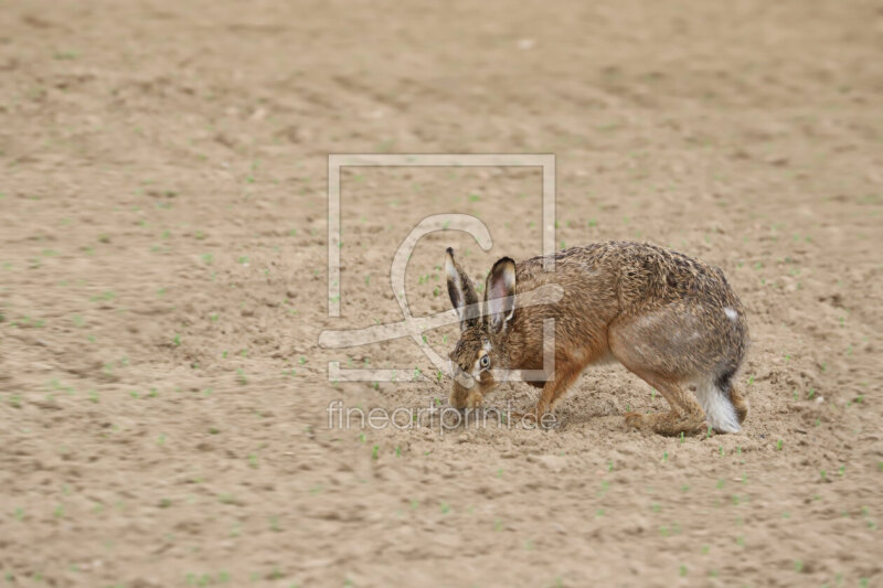 frei wählbarer Bildausschnitt für Ihr Bild auf Untersetzer